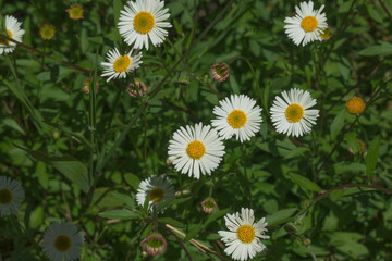 Fototapeta premium field of daisies