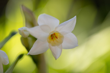 Fototapeta premium white narcissus on black background