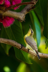 Female Olive-backed Sunbird perching on Malay Apple tree near its flowers