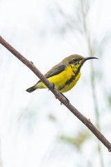 Juvenile male Olive-backed Sunbird perching on a perch