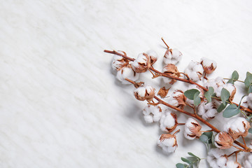 Beautiful cotton flowers with eucalyptus leaves on white background
