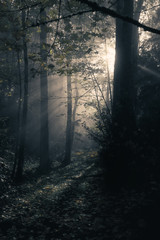 Obraz premium Ethereal Morning Light Pierces Through Misty Autumn Forest