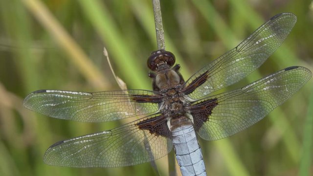 Dragonfly Broad-bodied Chaser or Broad-bodied Darter (Libellula depressa) male sits on a blade of grass close-up