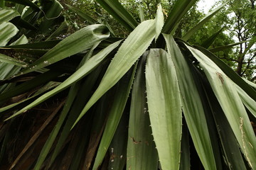 Obraz premium Dark green forest bush leaves