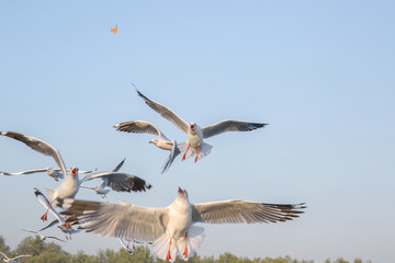 Seagull bird flying on sea at Bang poo, Samutprakan, Thailand.