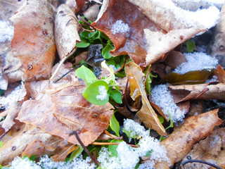 dry and green leaves under a layer of snow on a winter day