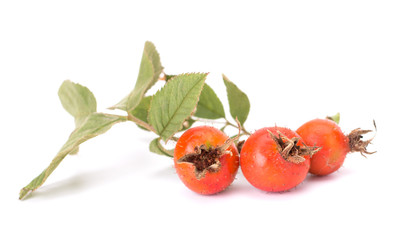 Rose hip berries isolated on white background