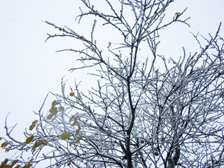 Fototapeta na wymiar trees covered in heavy snow in October during the first snowfall of the year. Heavy snowfall early in the season. The snow is thick and heavy, sticking out on the sides of the trunks.