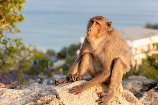 Close up of monkey sitting on a rock in the mountain,Thailand
