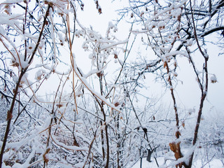 a lot of white snow on the branches of apricot trees. Winter cold on december day