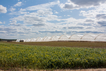 inside greenhouse strips of polyethylene go into the distance
