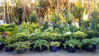 Many black pots with soil and seedlings of coniferous trees  at market stall.