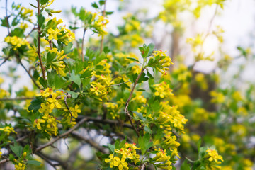 Yellow flowers of golden currant Ribes aureum . Spring season. The cultivation of berries. Black currant, Golden currant