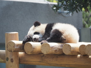 Sleeping baby panda on woody jangle gym