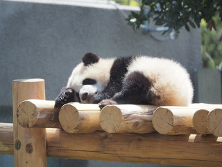 Sleeping baby panda on woody jangle gym © moominhippo