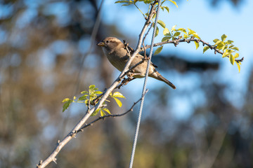 Kleiner Voogel auf Baum - Spatz auf Ast
