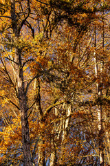 Autumn colors in the mountains of Romania