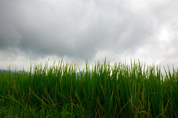 green grass and sky