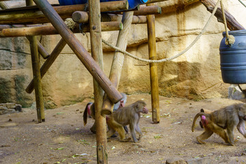 Kölner Zoo 2019