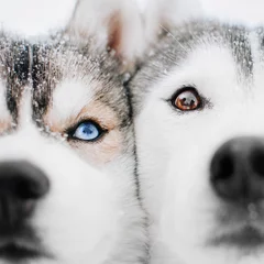 Foto op Canvas two siberian husky dogs posing outdoors in winter © ksuksa