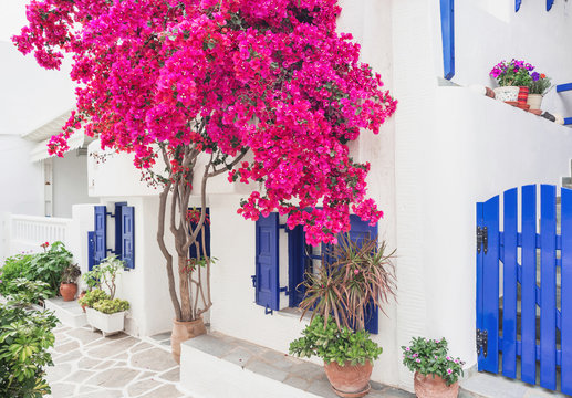Fototapeta Traditional greek house with flowers in Paros island, Cyclades, Greece 
