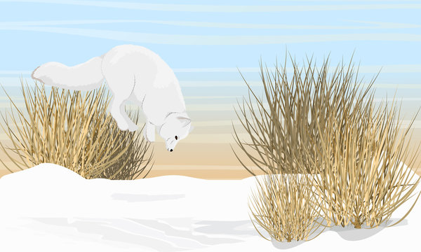 Arctic Fox Hunts By Jumping In The Snow. Arctic Animal. Landscape With Snowdrifts And Dry Grass. Vulpes Lagopus, White, Polar Or Snow Fox. Realistic Vector Landscape