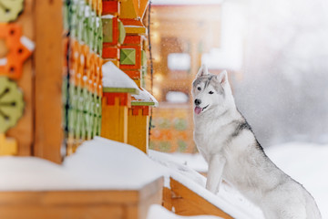 grey siberian husky dog walking in the snow