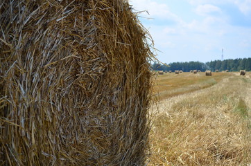 A sheaf of hay