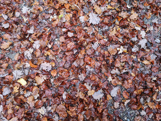 Colorful leaves on the ground in the forest in Autumn in Switzerland - 1