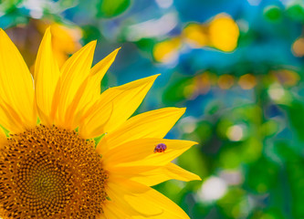 Obraz premium scenic wallpaper with a close-up of sunflower against green background with flowers. Close up of sunflower, selective focus on blurred background