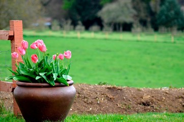 Tulips in a garden pot
