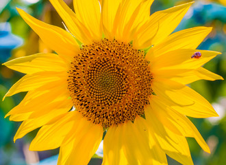 Obraz premium scenic wallpaper with a close-up of sunflower against green background with flowers. Big beautiful sunflowers outdoors.