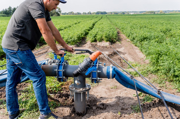Drip irrigation system. Water saving drip irrigation system being used in a young carrot field....