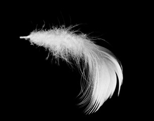 Beautiful white feather floating in air isolated on black background