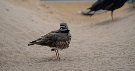 Animal scene of black One legged sea bird - wildlife     