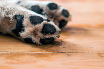 skin texture. Resting dog's paw close up. paws of a big dog on the wooden floor. dog feet and legs