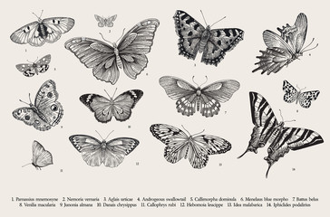 Butterflies. Set of elements for design. Vector vintage classic illustration. Black and white - obrazy, fototapety, plakaty