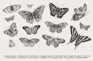 Fotobehang Vlinders. Verzameling elementen voor ontwerp. Vintage klassieke vectorillustratie. Zwart en wit © OlgaKorneeva