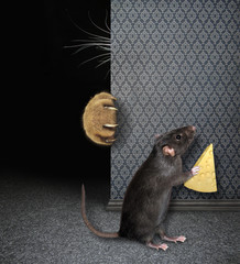 The cat's claws and whiskers are visible from behind a wall. The black rat with cheese is hiding...
