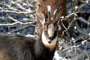 a beautiful chamois, rupicapra rupicapra, on a wonderful winterday with sunshine and fresh snow on the mountains
