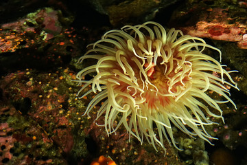 Fototapeta na wymiar Closeup beautiful coral plant undersea - wildlife scene 
