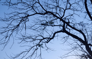 branches of a tree