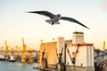 closeup of a seagull during flight in front of harbor