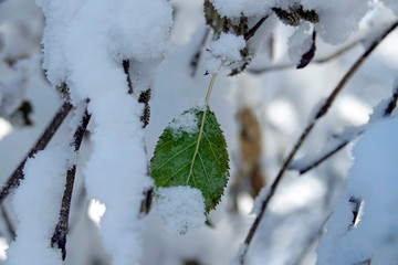 the last green leaf from a alder under snow