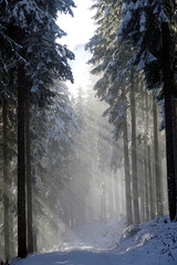 sun and fog on the morning in the forest in winter
