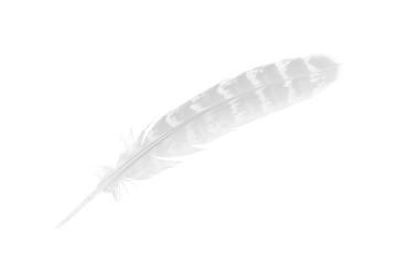 Beautiful sketching white feather  isolated on white  background