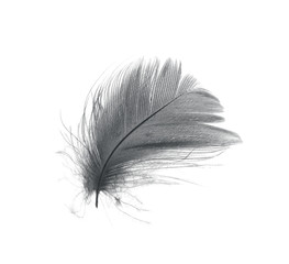 Beautiful black feather isolated on white background
