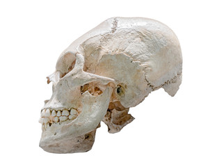 The artificially elongated skull of human, isolated on white background. A historical skull, Artificial cranial deformation,400 - 500 AD.