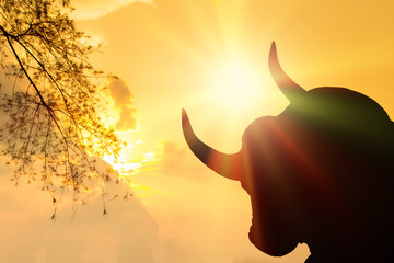 Head bull in prairie habitat silhouette against colorful sunset sky