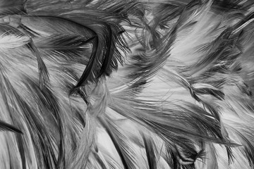 Beautiful dark black feather pattern texture background